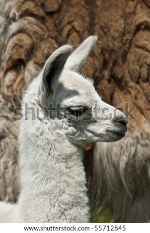 Portrait of a one week old baby llama