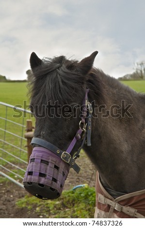 Horse in a field wearing a Muzzle