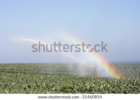 Sprinkler watering crops in a field with rainbow and blue sky in background