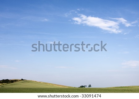 A green field in afternoon summer light with blue sky and clouds