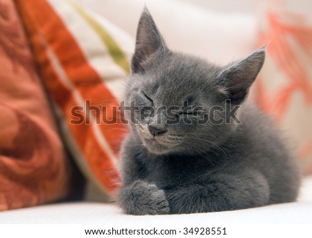 A small six-week old grey kitten taking a nap on a sofa
