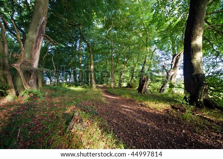 A woodland trail running among tall trees catches the early morning light
