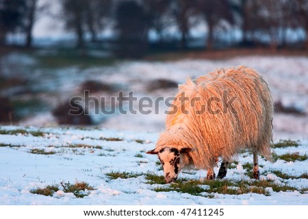A single sheep grazing on patches of grass among snow in a field. Warm golden light from sunset is catching the sheep.