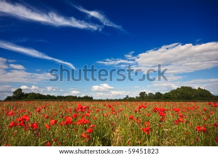 A field of red poppies on a summer afternoon in the English countryside, with cloudy blue skies overhead.