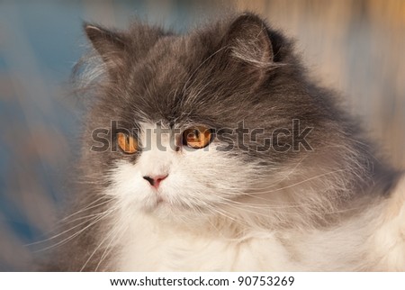 Portrait of  cat watching for birds