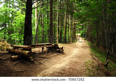 road through a scary forest at summer near a resting place