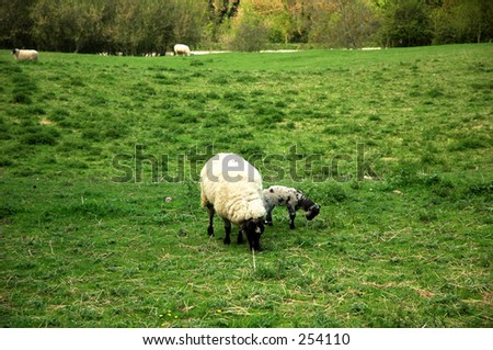England sheep in Bath, England