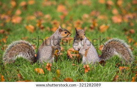 Squirrel in Love