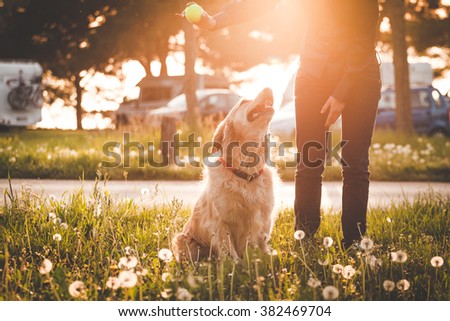 Girl playing with her golden retriever dog in summer park, Soft focus with sun flare effect.