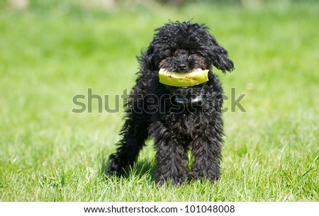 Black  toy poodle puppy with a piece of watermelon in the Spring.