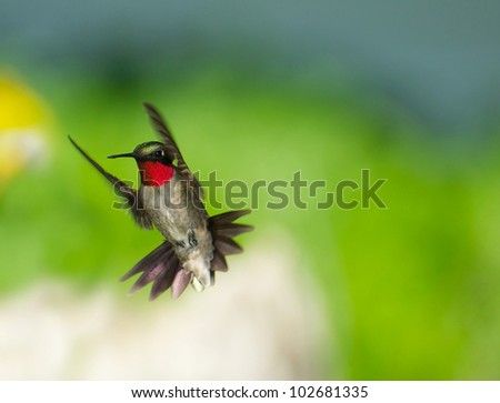 Ruby throated hummingbird male in motion showing his brilliant red throat.