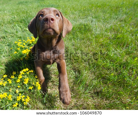 Chocolate lab puppy in the summer time, wide angle.