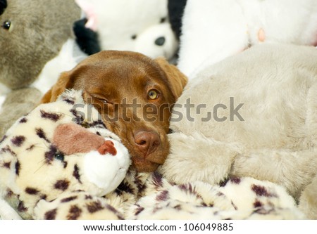 Chocolate lab puppy looking sleepy while surrounded by stuffed animals.