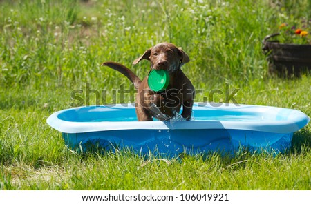 Chocolate lab puppy playing in her pool in the country on a hot summer day.