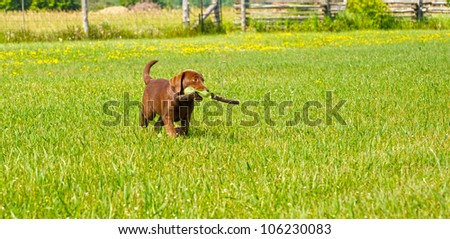 Chocolate lab puppy playing with a stick and a weed in her rural yard in the summer time.