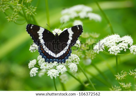White admiral butterfly (limenitis arthemis) on a flowering gout weed plant with copy space.