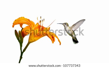 Ruby- throated hummingbird female approaching a pretty orange day lily, isolated on white.