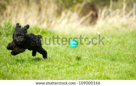 A toy poodle puppy zooming through the grass chasing a ball with his invisible fencing collar on, enjoying freedom in the Spring with copy space.
