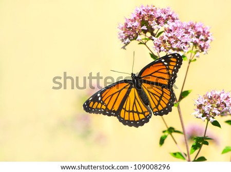 Viceroy butterfly (limenitis archippus) on some oregano flowers with a muted neutral background, with copy space.