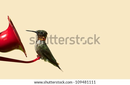 Ruby throated hummingbird, molting, perched at a feeder, isolated on a neutral background.