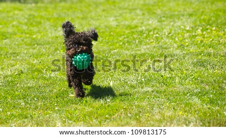 Toy poodle puppy running through the grass with a ball in the summer with copy space.