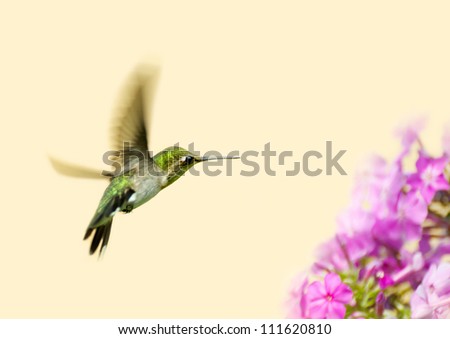 A female ruby throated hummingbird (archilochus colubris) in motion in the garden on a hot summer day with copy space.