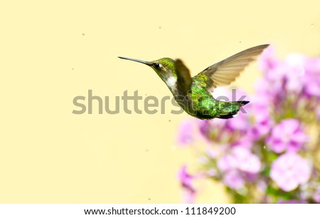 A ruby throated hummingbird (archilochus colubris) female flying through a sprinkle of water in the garden on a hot summer day with copy space.