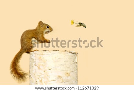 A baby squirrel looking happy that her little hummingbird friend has brought her a flower as she is perched on a log eating sunflower seeds, with copy space.\
Part of a  series.