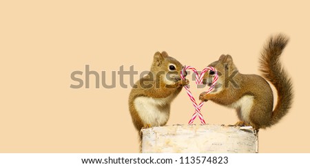 A pair of young squirrels in love holding candy canes in the shape of a heart, and looking happy while perched on a birch log with copy space.\
Part of a  series.