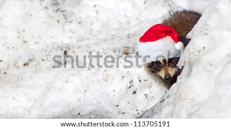 Christmas. A young raccoon peeking out from behind a snow bank with his Christmas hat on.