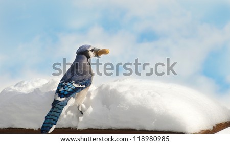 A blue jay (Cyanocitta cristata) stealing a peanut he found in the snow with copy space.