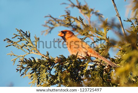 Male Northern Cardinal perched on a cedar hedge in the sun in winter.