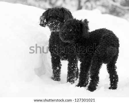 A miniature poodle and toy poodle playing in the snow, main focus on the toy poodle in front.