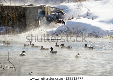 Ducks on a steamy open pond on an extremely cold winter morning.