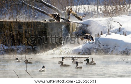 Ducks on a steamy open pond on an extremely cold winter morning.