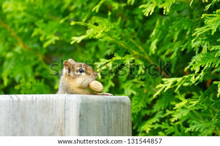 Adorable chipmunk peeks out of a box with peanuts in it for him.