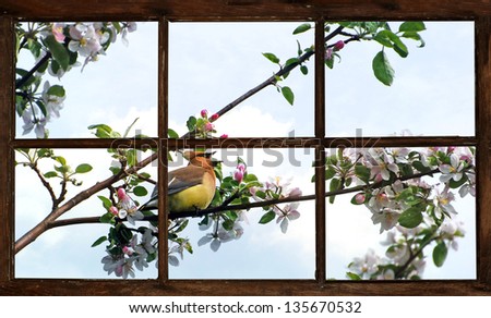Cedar waxwing singing in the Spring surrounded by apple blossoms, as seen though the farm house bedroom window.  Part of a series.