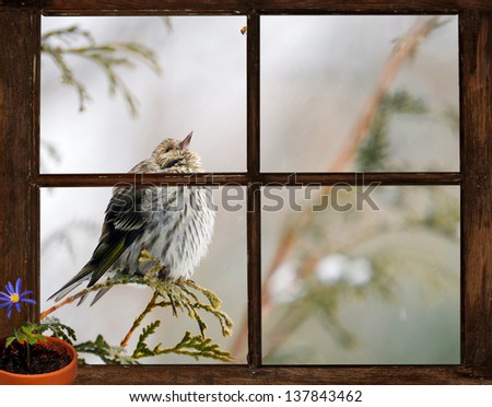 Pine siskin bird in a snowstorm peeks into a small farm house bedroom window at a little bug on the inside, longing for Spring. Part of a series.