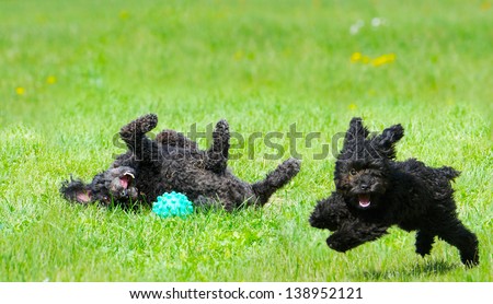 Adorable miniature poodle, and cute  toy poodle puppy having a great time in the yard in the Spring after a very long winter.