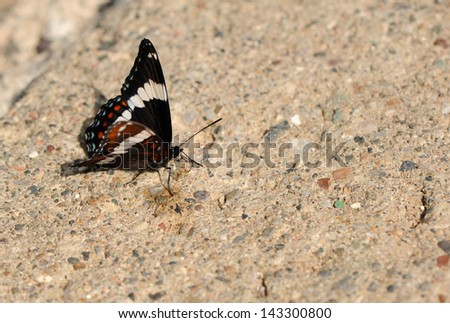 White admiral butterfly (limenitis arthemis) sunning himself on the pavement in the early summer.  Under wing pattern, and colors showing.