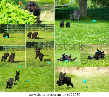 Poodles.  Humorous collage with an adorable miniature poodle, and his adopted toy poodle brother having a blast in their yard, enjoying life to the fullest in the summer.