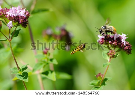 A honeybee hard at work collecting pollen from pretty oregano flowers in the summer with a passing stingless honeybee in motion.