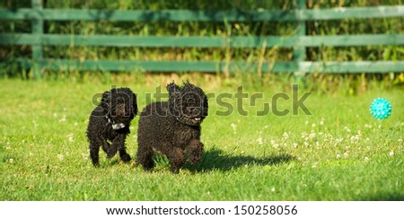 Adorable miniature poodle, and cute toy poodle puppy having a great time in the yard in the Spring after a very long winter.