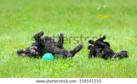 Adorable miniature poodle, and cute toy poodle puppy having a great roll in the grass in the Spring after a very long winter.