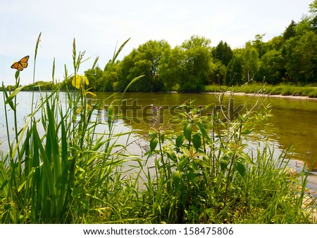 A Pretty Lake In The Summer, With A Duck Passing By, And A Monarch Butterfly Feeding On A Yellow Water Iris.