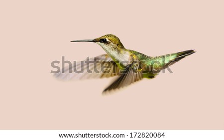 Hummingbird. Beautiful female ruby throated hummingbird in motion, isolated on a neutral colored background.