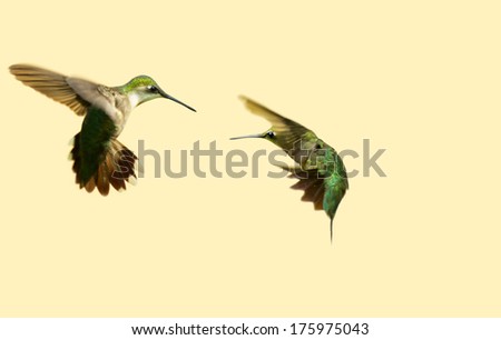Ruby throated hummingbirds in conflict in the summer, isolated on a neutral background with copy space.summer.