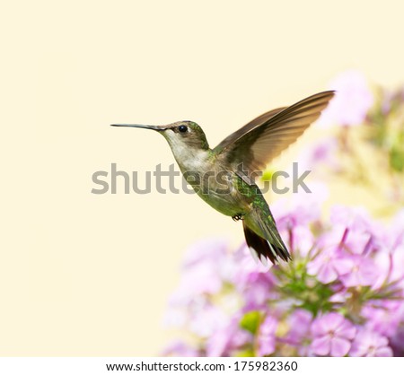 A female ruby throated hummingbird (archilochus colubris) in motion in the garden on a summer day with copy space.