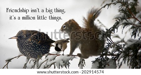 Inspirational quote on friendship with three animals sitting together on a branch during a big snowstorm.