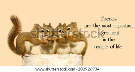 Inspirational quote on friendship by Dior Yamasaki with four little squirrels sharing seeds.